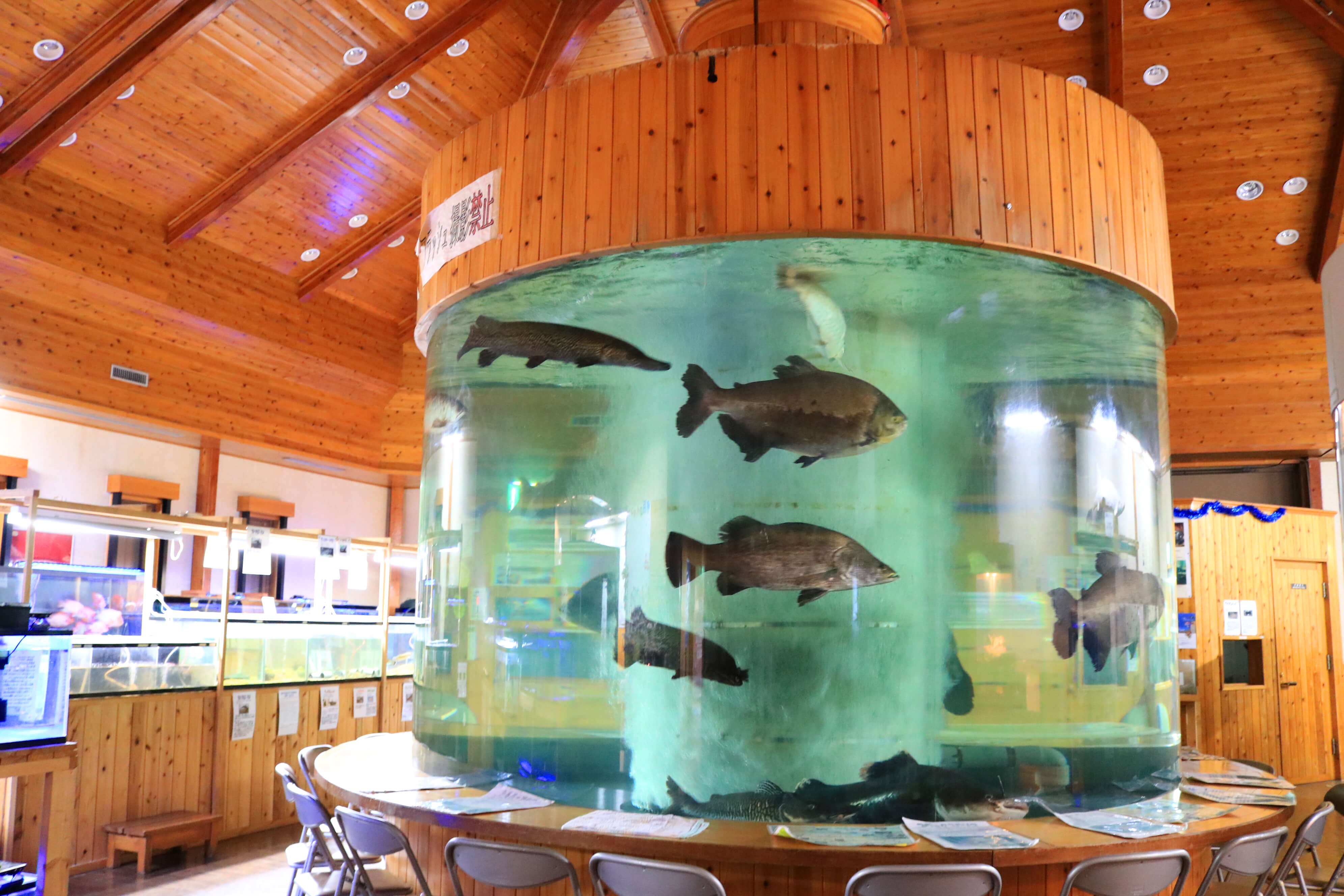 🏞️ 이데노야마 담수어 수족관 (이데노야마 단스이교스이조쿠칸) 이미지 5